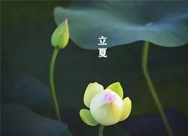 立夏已至，萬物向陽；